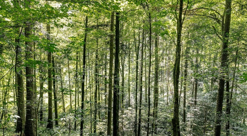 Geberit Sustainability forest